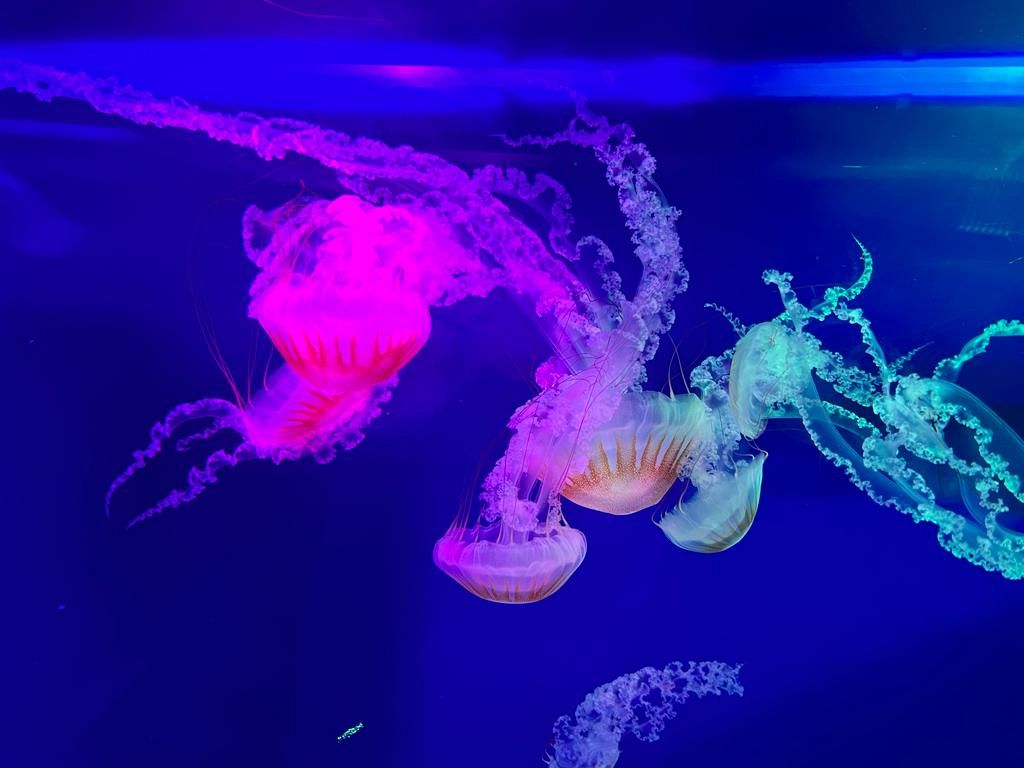 Zoopark Chomutov (51)