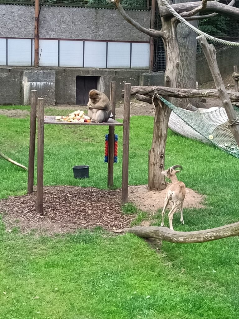Zoopark Chomutov (168)